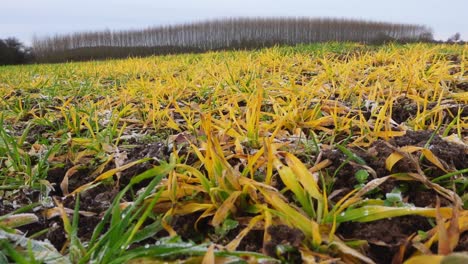imágenes de un campo congelado en el invierno en alemania