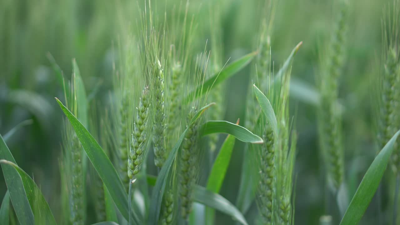 trigo verde que crece en el campo