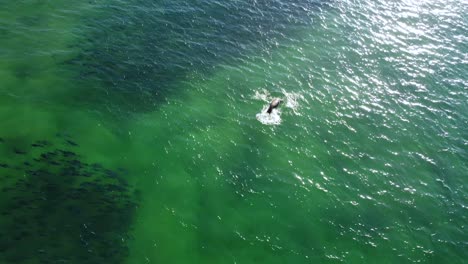 drone aerial shot of brown fur seal sea lion swimming with salmon bait school of fish avoca central coast tourism pacific ocean nsw australia 4k