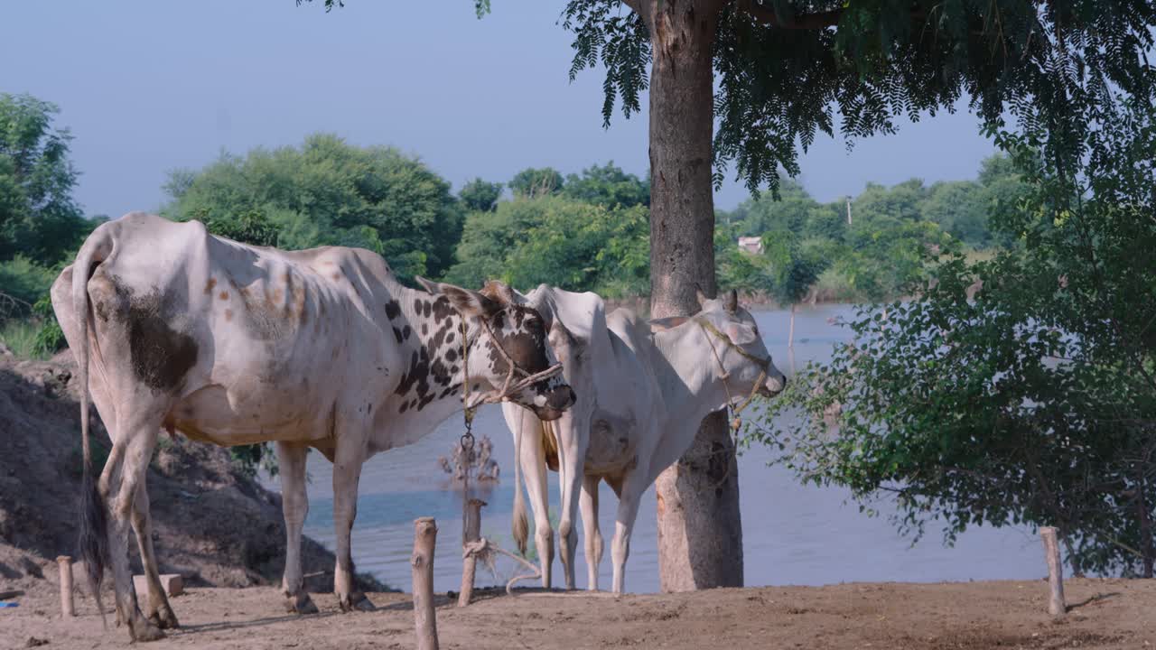 Two cows graze by a riverbank in a rural area of Punjab Pakistan under a blue sky. This image is suitable for projects related to agriculture livestock and rural tourism
