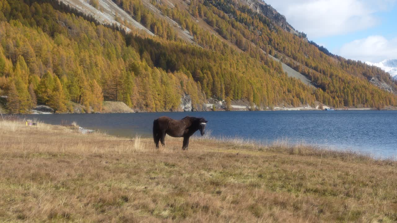 A sturdy dark horse or pony grazes on the grassy shoreline of a blue Alpine lake. Golden larch forests and snow-capped Swiss mountains frame the tranquil scene in Kanton Graubünden