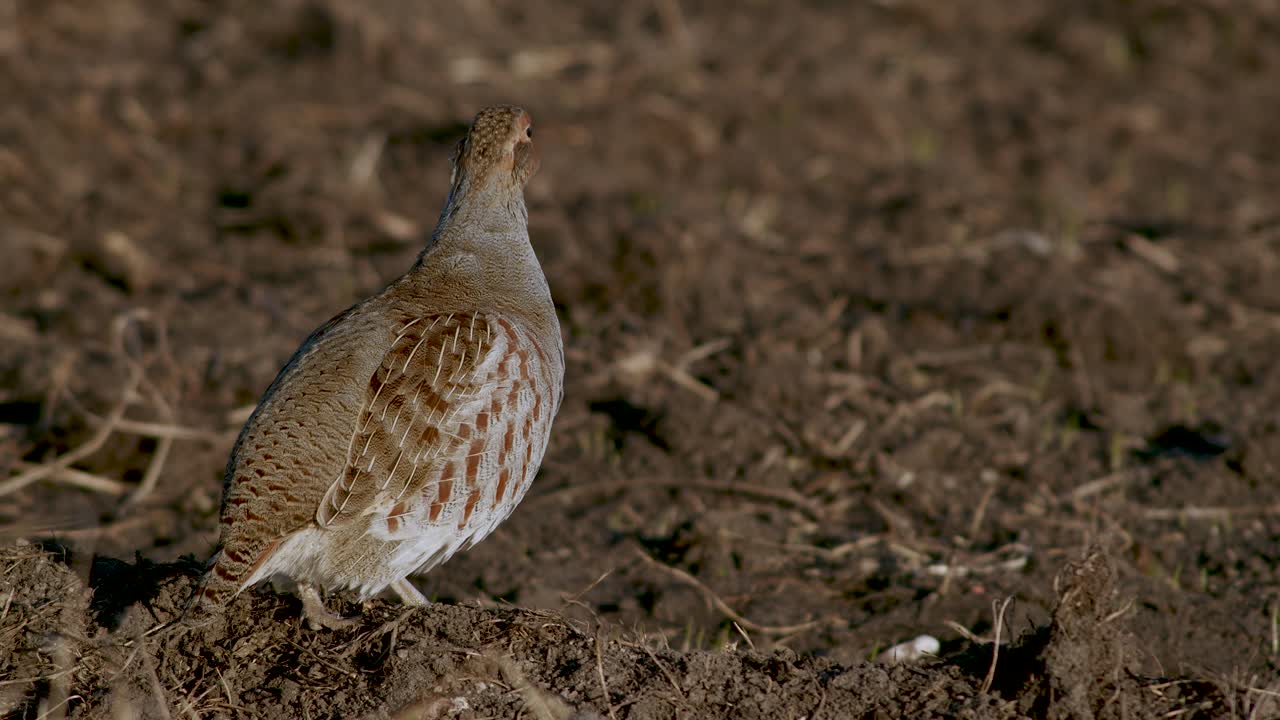 primer plano perfecto de pájaro perdiz gris caminando por la carretera y pradera de hierba alimentándose y escondiéndose
