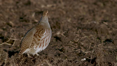 Perfect-closeup-of-gray-partridge-bird-walking-on-road-and-grass-meadow-feeding-and-hiding