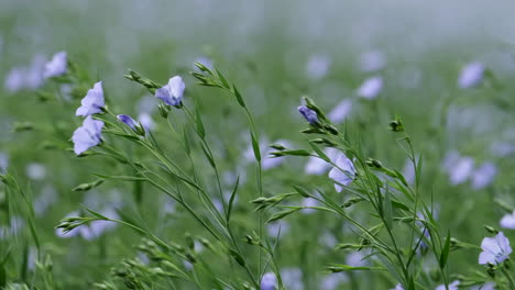 A-field-of-Blue-Flax-crop-in-Worcestershire,-England