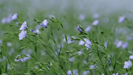 un campo de cultivo de lino azul en worcestershire, inglaterra