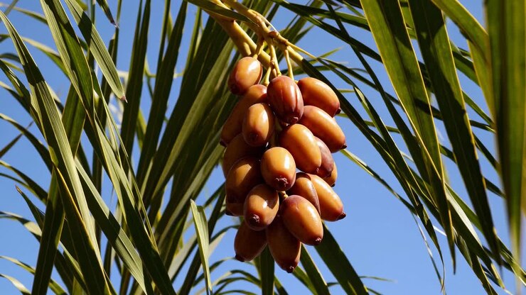 Close-up of ripe dates hanging from a palm tree, captured from a low angle against a clear blue sky