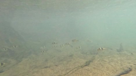 underwater view of fish in krabi canal