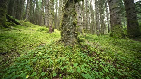 Tall-pine-trees-tower-above-the-moss-covered-forest-floor