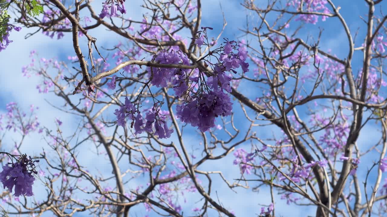 vista de las ramas de los árboles con flores sobre fondo azul con nubes