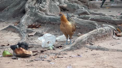 Pollo-No-Contento-Con-Bolsa-De-Plástico-De-Un-Solo-Uso