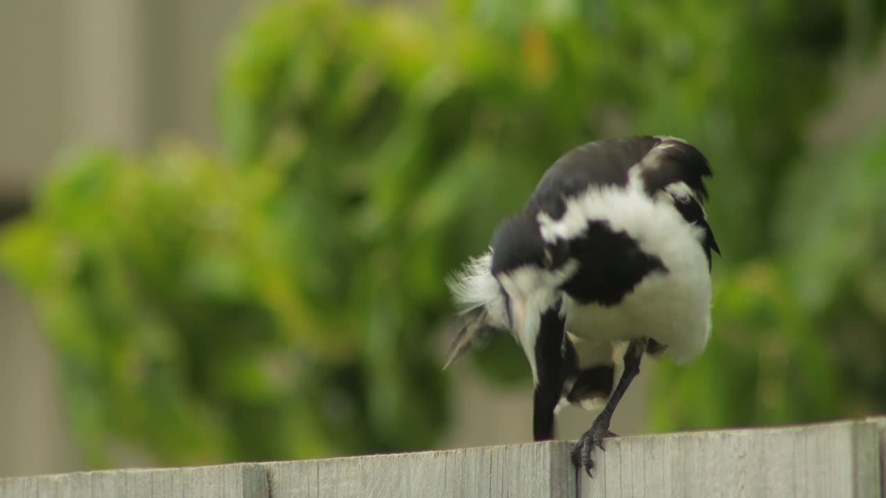 el pájaro mudlark se arregla a sí mismo australia maffra gippsland victoria durante el día