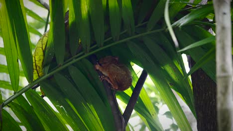 tarsier grasps vertical branch below fronds splitting leaves in tropical forest on overcast day