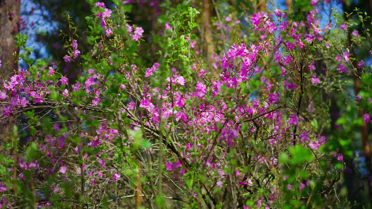Vivaci fiori rosa sbocciano tra il fogliame verde in una foresta illuminata dal sole. Alti pini si ergono dietro i fiori, proiettando una luce screziata. L'energia primaverile pervade la scena con colori freschi e vivaci.