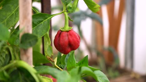 organic red bell pepper hanging on bush plant growing in greenhouse