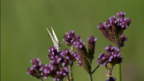 front view of brown veined white butterfly on pompom weed flower, slow motion