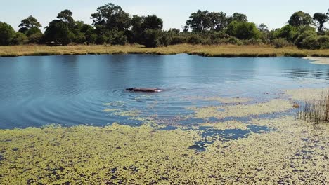 hippo swimming, then ducking underwater in a river, okavango delta, botswana, africa