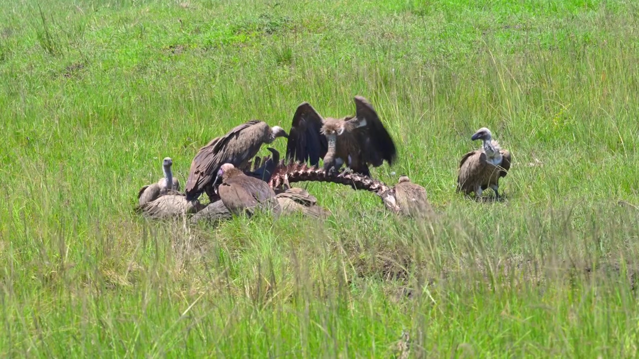 Avvoltoi dorsobianco e nubiani che si contendono una carcassa di bufalo nel Maasai Mara