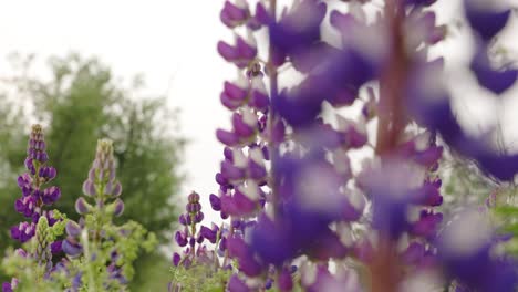 cámara lenta de primer plano de hermosas plantas de lavanda soplando en el viento durante un día de primavera en la zona rural de nueva escocia, canadá