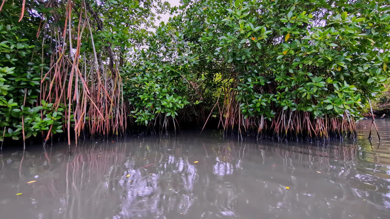 Wide view of dense mangrove forest growing beside muddy water and reflecting tropical trees