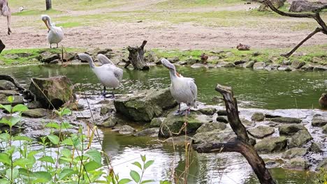 Porträt-Eines-Pelikans-In-Einem-Zoo