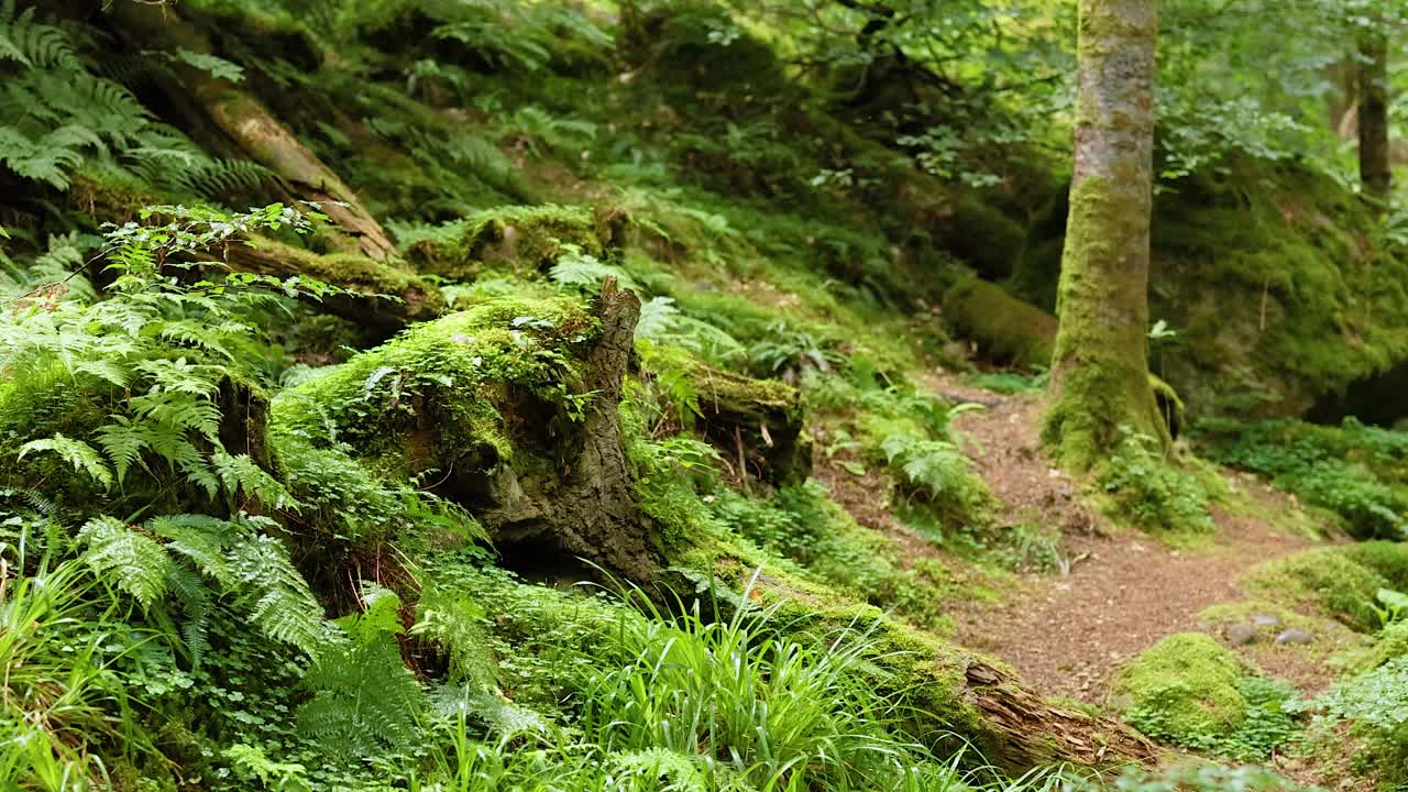 Lush green forest path with mossy trees