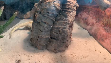 bearded dragon chasing down crickets for dinner