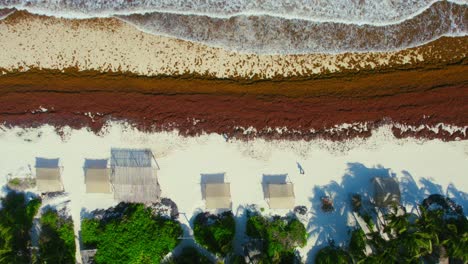 tropical mexican luxury resort beachfront infested with orange seaweed