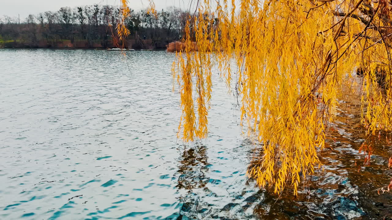 Autumnal Lake Scene with Golden Willows