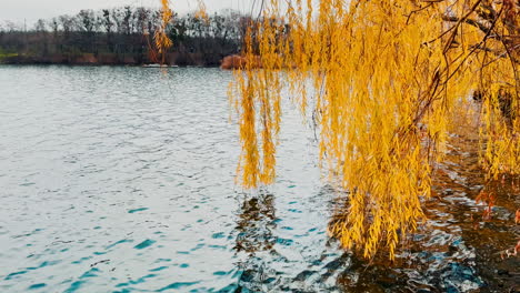 autumnal lake scene with golden willows