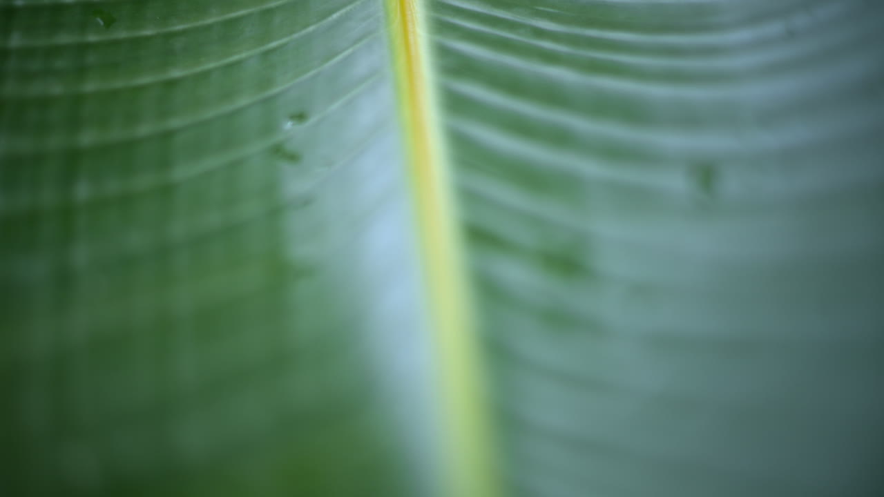 Close up of a green tropical leaf with visible veins and water droplets