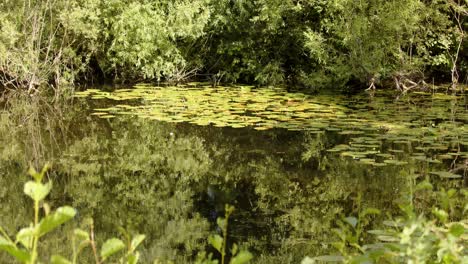 wide-shot-of-water-lily-pond-with-With-reflections