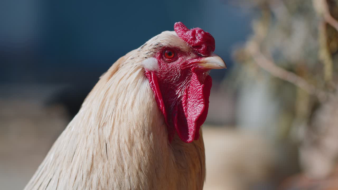 Freerange one white domestic rooster chicken on a small rural eco farm hen looking at camera