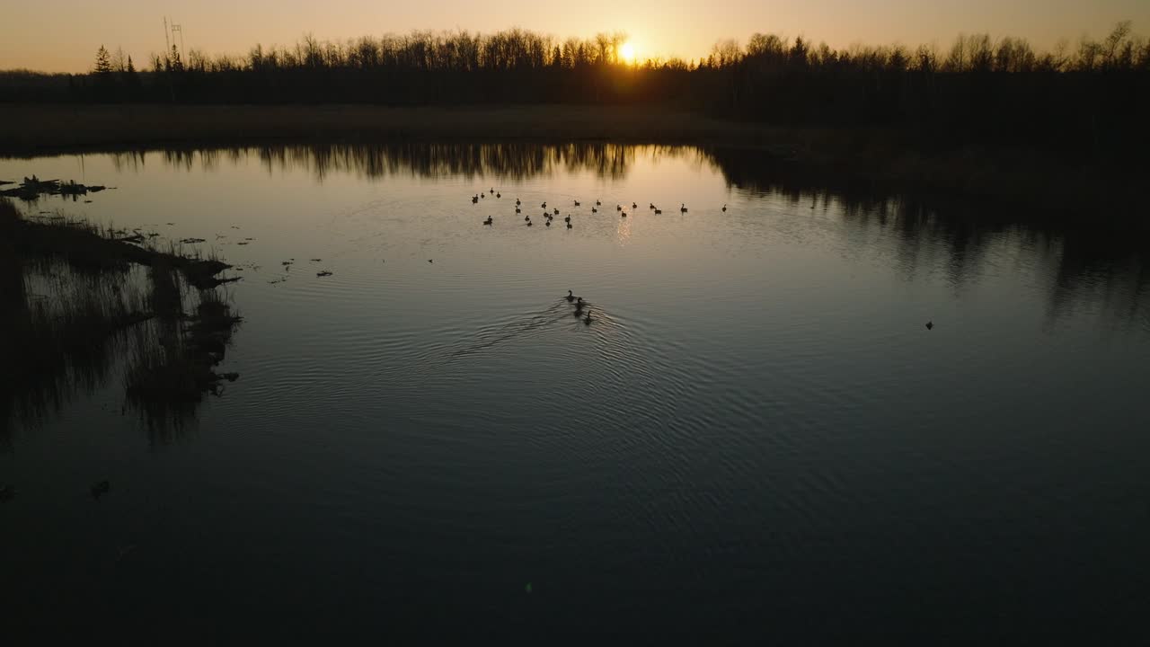 disparo de un dron al atardecer oscuro de gansos de canadá nadando en un pantano al atardecer a fines del otoño