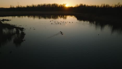 Disparo-De-Un-Dron-Al-Atardecer-Oscuro-De-Gansos-De-Canadá-Nadando-En-Un-Pantano-Al-Atardecer-A-Fines-Del-Otoño