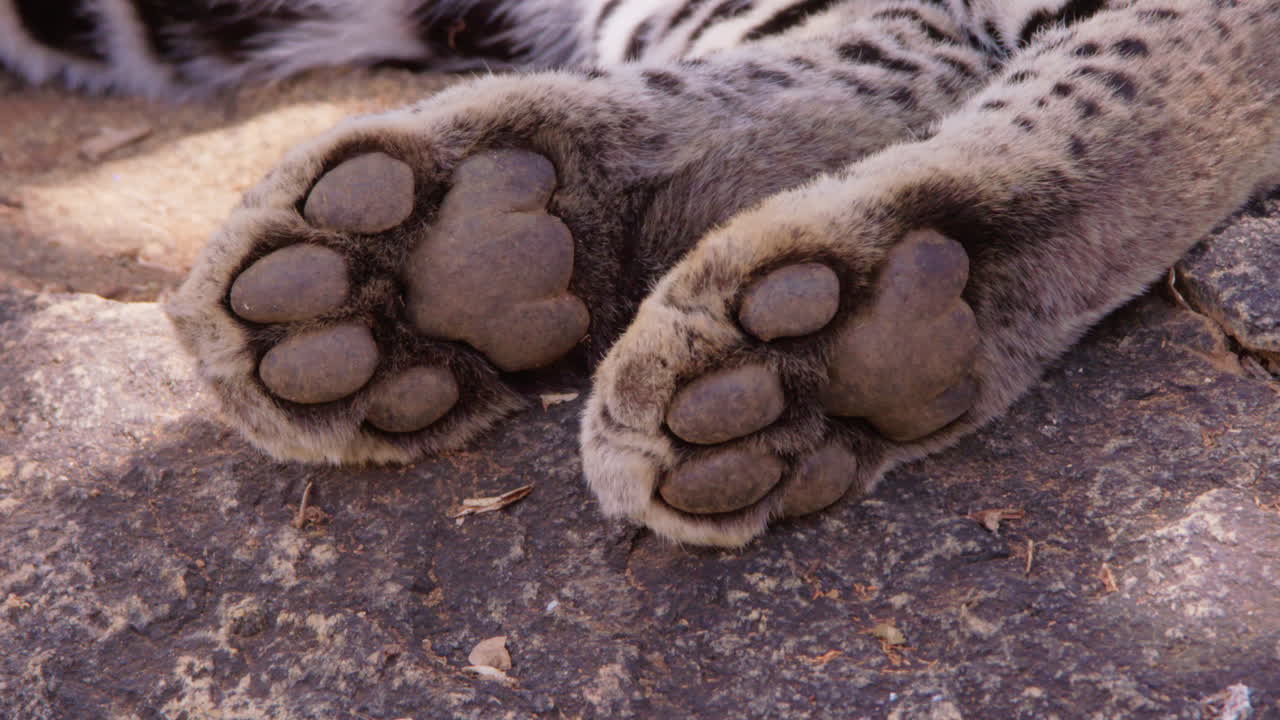 Leopards paws on a rock in savannah at midday