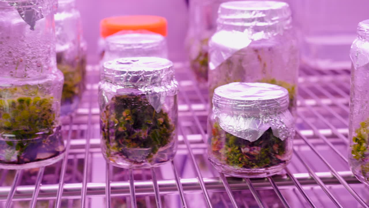 propagación de plantas en un entorno de laboratorio