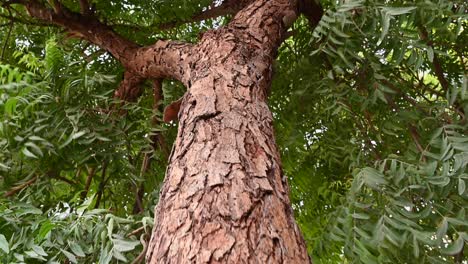 neem tree bark, an old neem tree also known as azadirachta indica, branches of neem tree during a bright sunny day also used as natural medicine