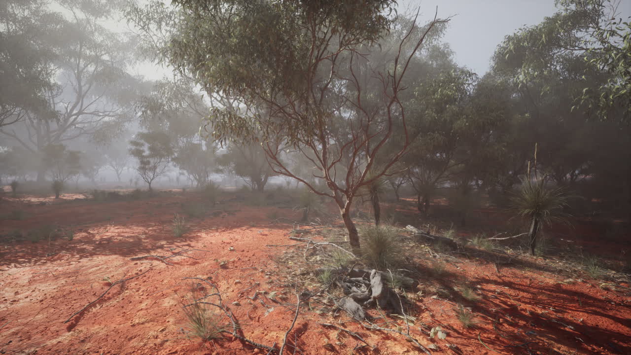 bosque de eucaliptos en el interior de australia