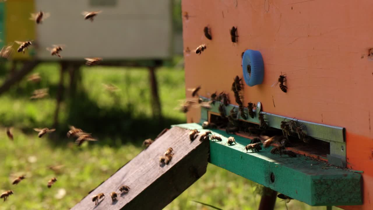 Bees Flying Around Beehive