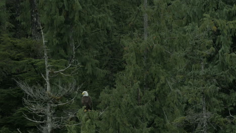 a bald eagle perched on a treetop in a dense alaskan forest