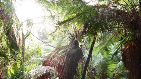 un sendero forestal iluminado por el sol rodeado de exuberante vegetación
