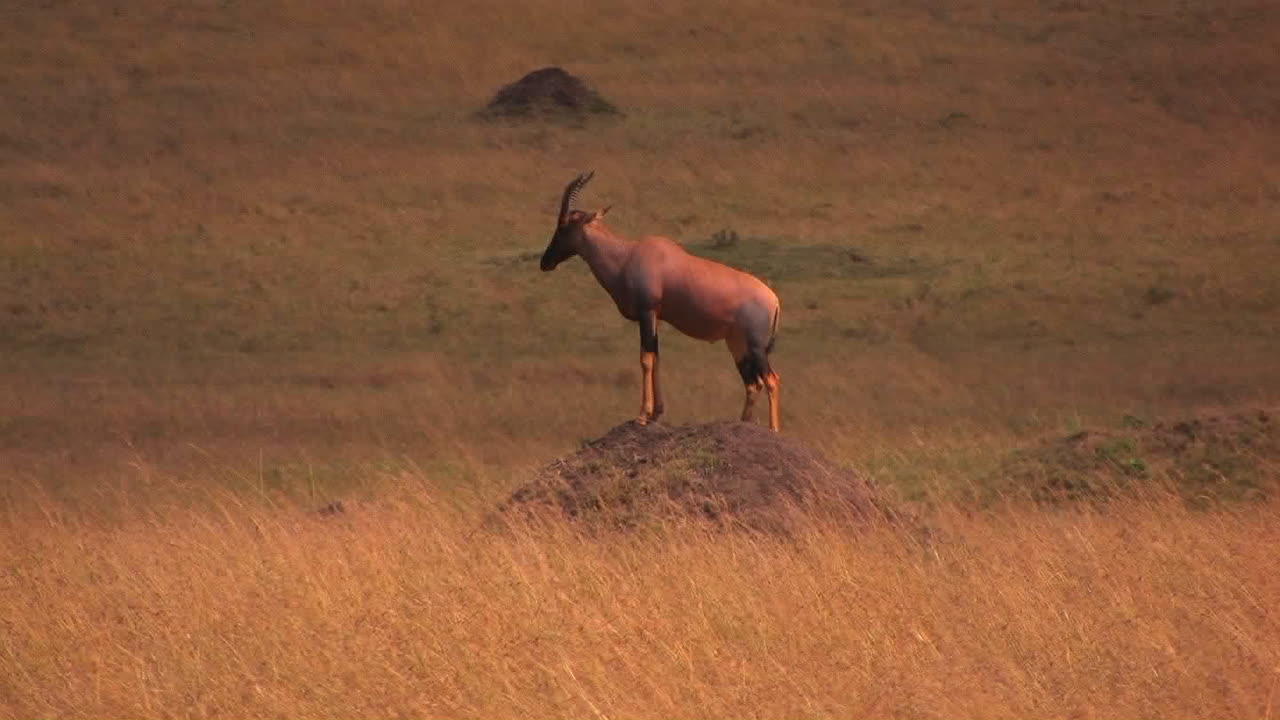 un antílope se para en la cima de un montículo de tierra mirando hacia adelante