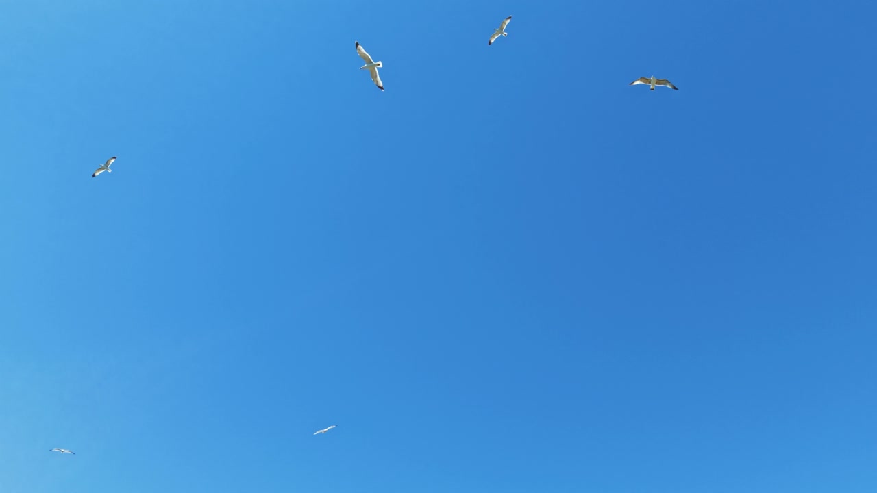 Birds flying in a clear blue sky over a coastal area during midday in a sunny weather condition