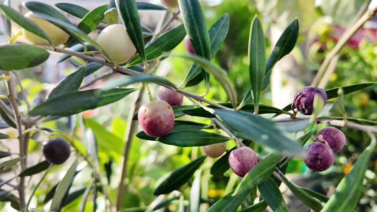 Primo piano di olive che maturano su un ramo di ulivo in un giardino.