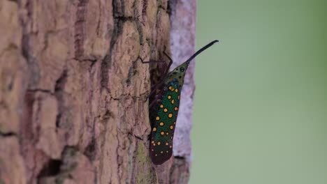 an individual seen on the bark going up a tree in the forest, saiva gemmata lantern bug, thailand