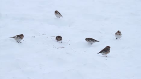 snow buntings feeding in the snow in the winter in the cairngorms, scotland