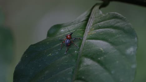 Seen-on-a-leaf-resting-while-the-wind-blows-in-the-forest,-Metapocyrtus-ruficollis,-Philippines