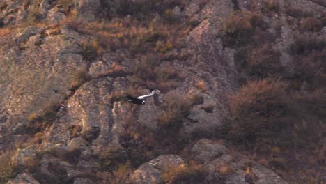 Single-Andean-Condor-Glides-past-surveying-Valley-in-the-Rocky-landscape-of-the-Mountains-in-Patagonia