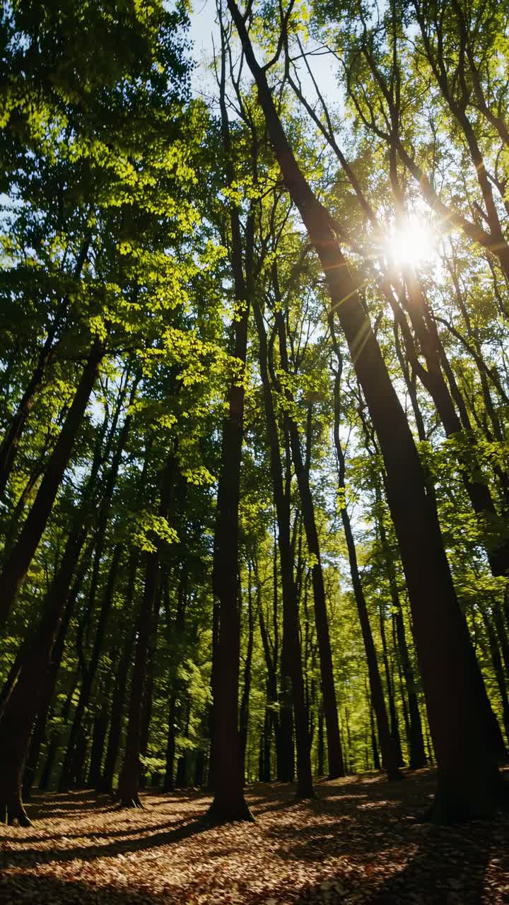 A serene forest scene captured from a low-angle, emphasizing tall trees and sunlight filtering