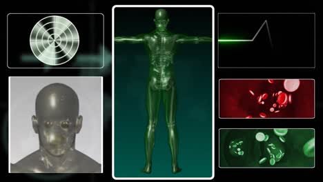 Digital-human-body-in-3D